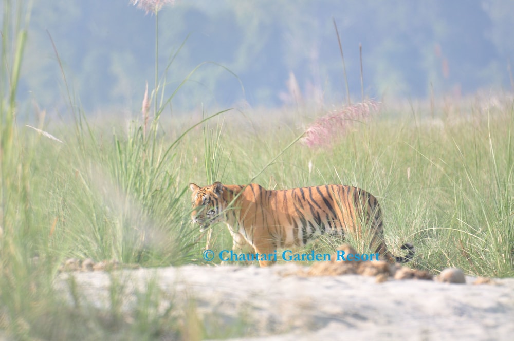 Chautari Garden Resort 6/62