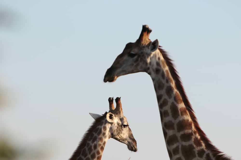 Makumu Private Game Lodge 50/50