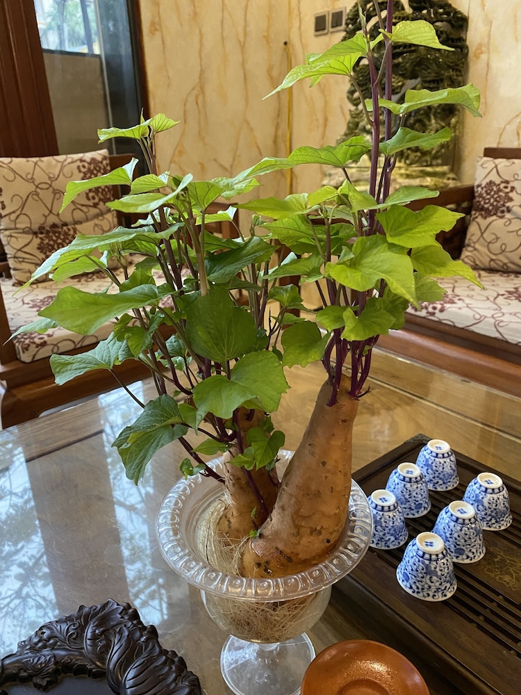 Oyo 133 Westlake Tay Ho Hotel 39/49