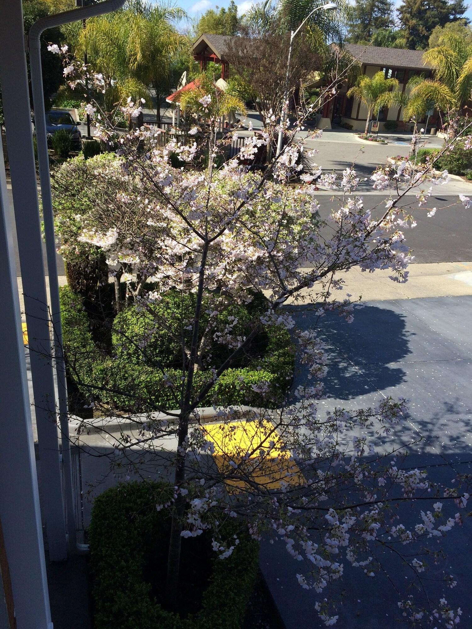 Oak Motel Palo Alto 22/28