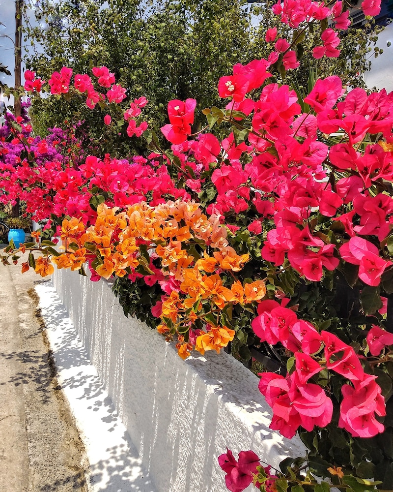 Dedalos Studios Naxos 38/50