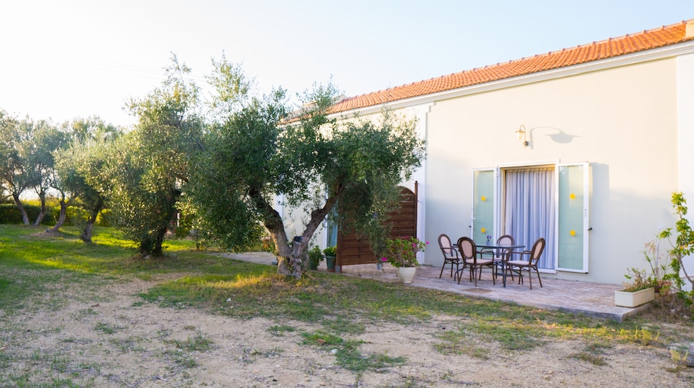 Olive Trees Garden 26/27