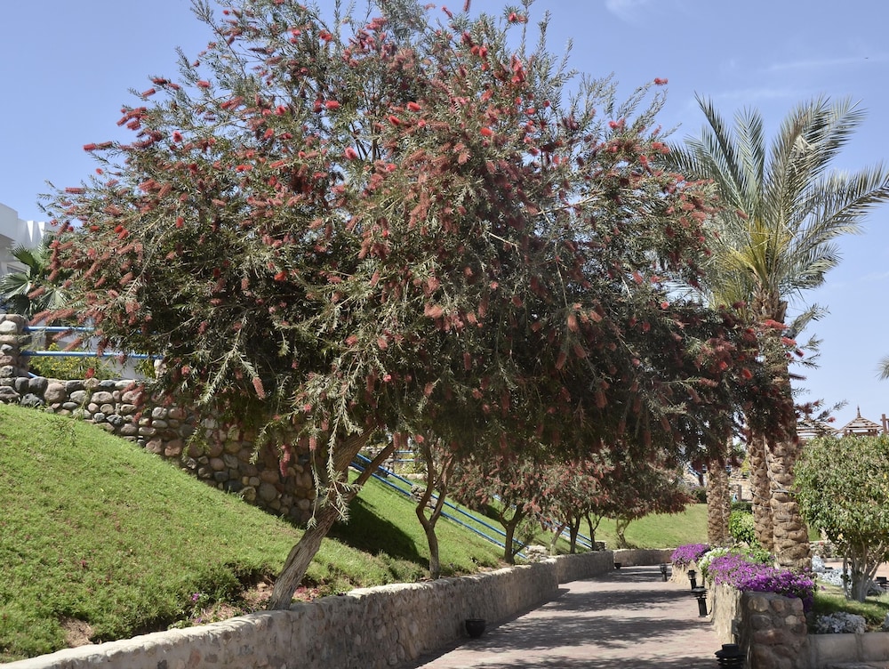 Queen Sharm Resort 49/50