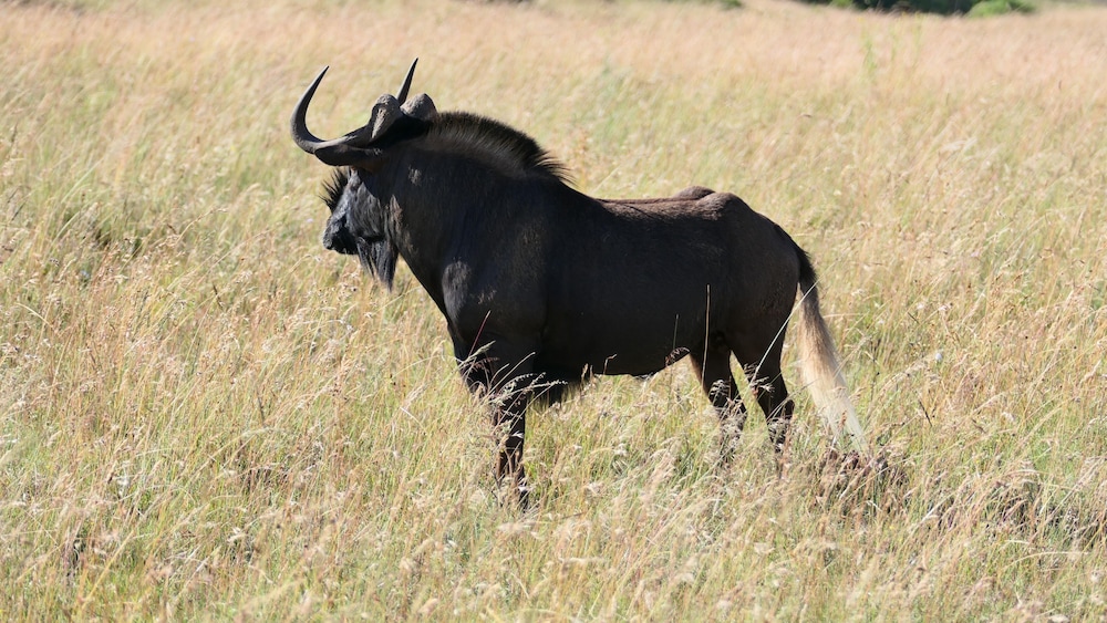 Amakhala Safari Lodge 16/50