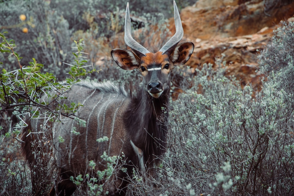 Wildehondekloof Private Game Reserve 68/72