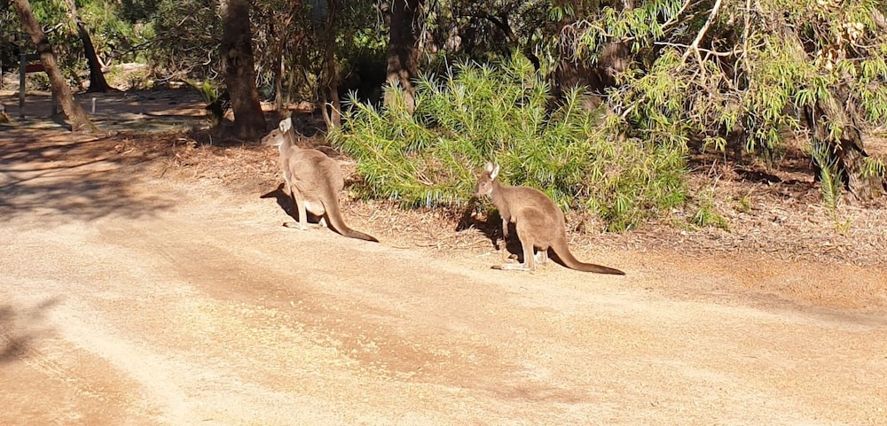BUSSELLS BUSHLAND COTTAGES 26/47