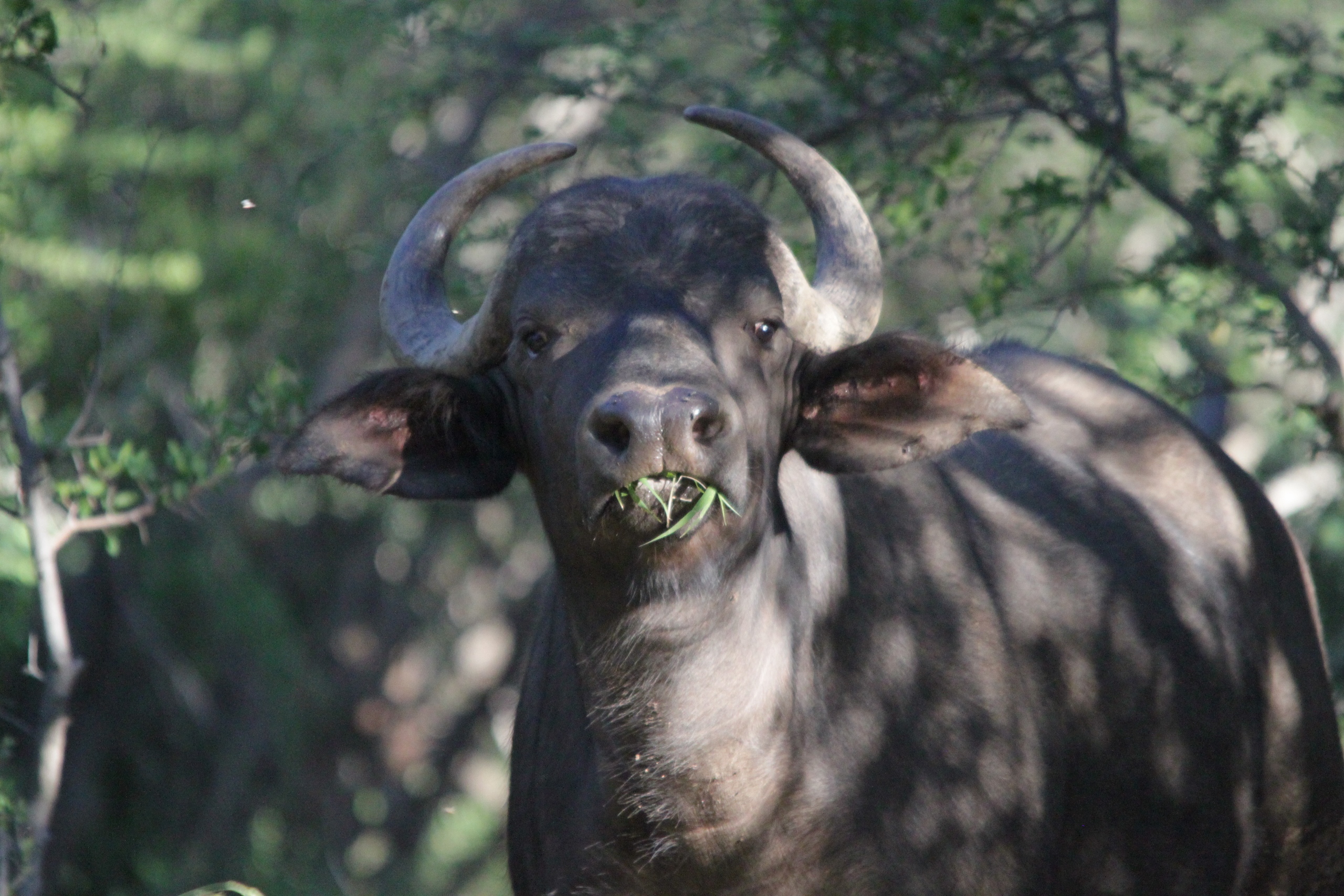Morokolo Safari Lodge 80/82