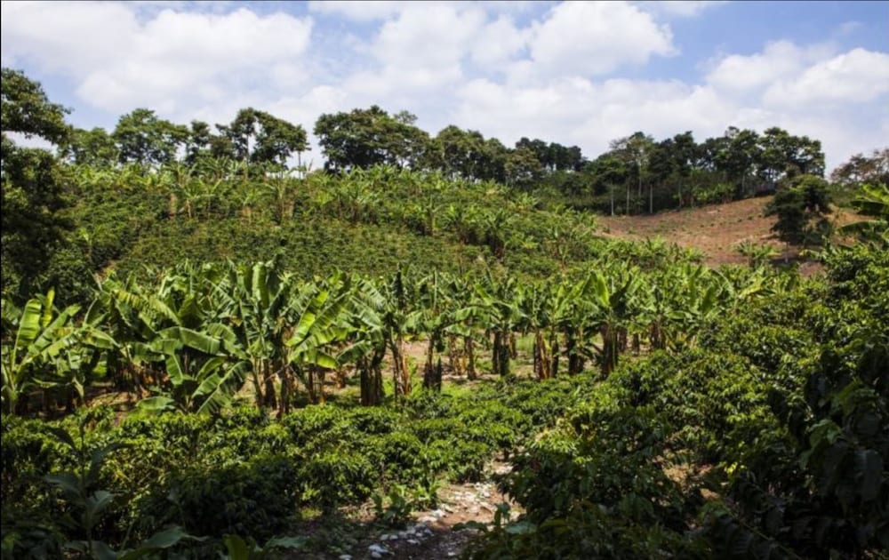 Hacienda Combia Ex Sercotel 43/50