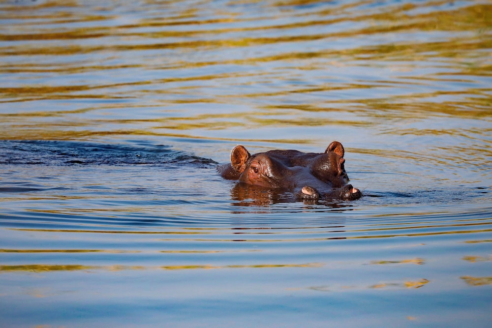 Camp Nkwazi 19/29