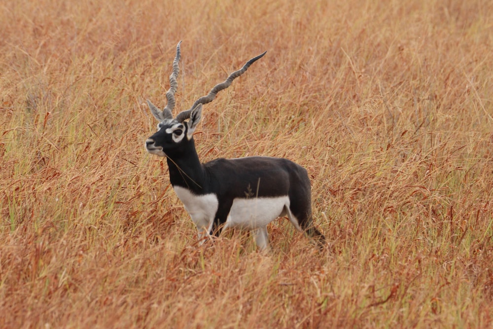 The Blackbuck Trails, VELAVADAR 43/49