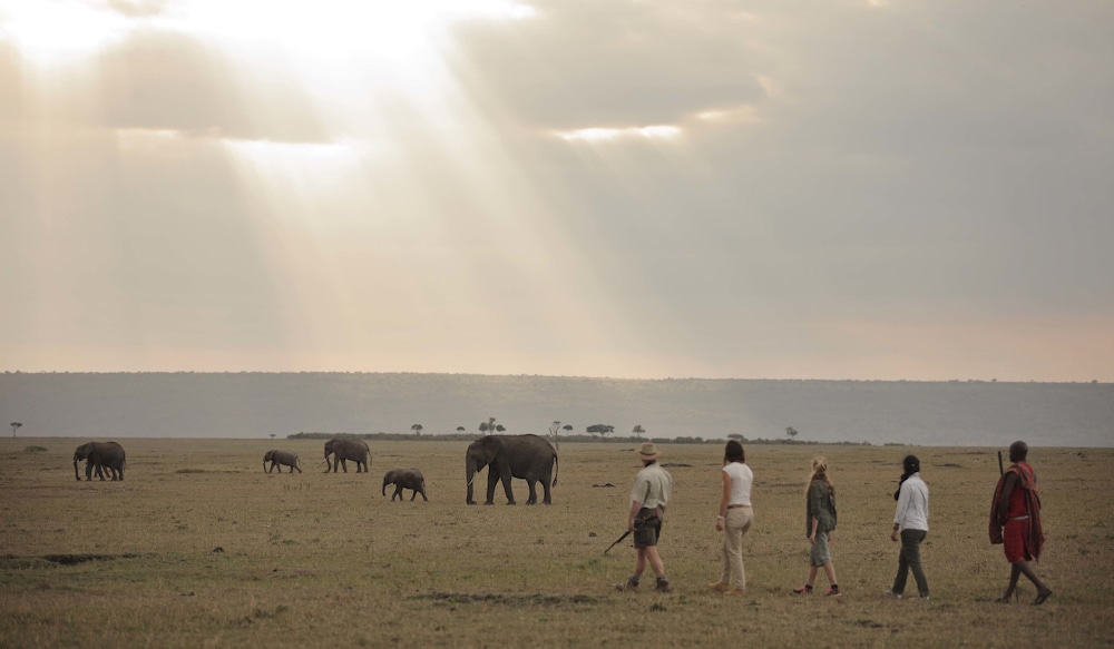 Elephant Pepper Camp 46/48