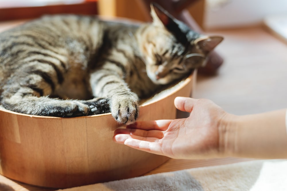 Cat水疗& Cat日式旅馆Neco Republic大阪(Cat Spa & Cat Ryokan Neco Republic Osaka) 图片2