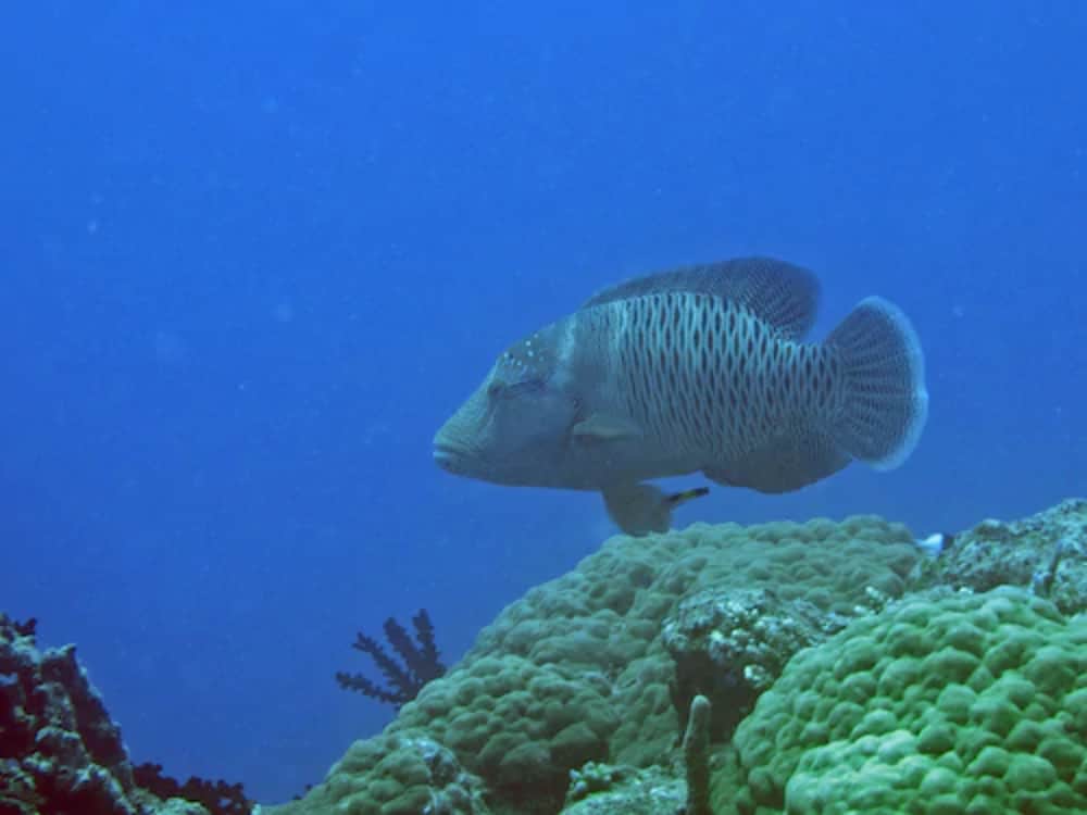 Nukubati Private Island Great Sea Reef - All Inclusive 5/62
