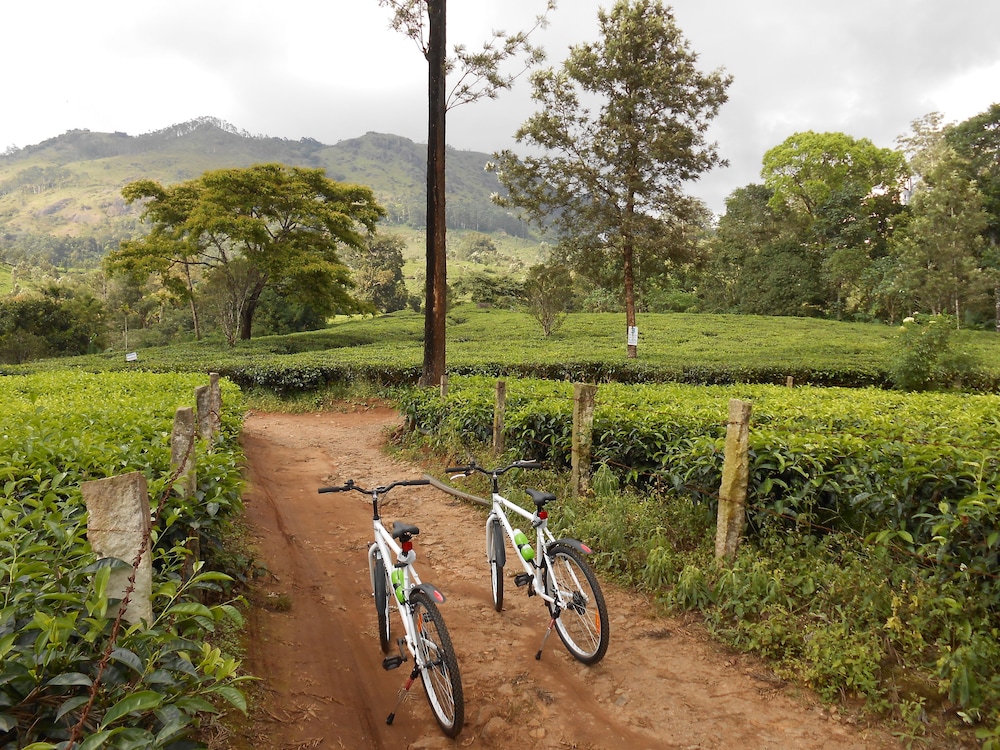 Tea Harvester Munnar 20/50