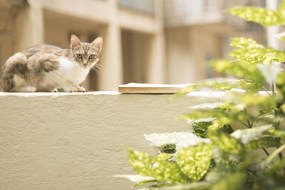 Gatto Perso Luxury Apartments 18/50
