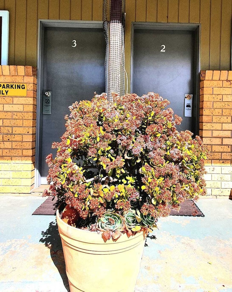Gold Rush Motel Young 50/59
