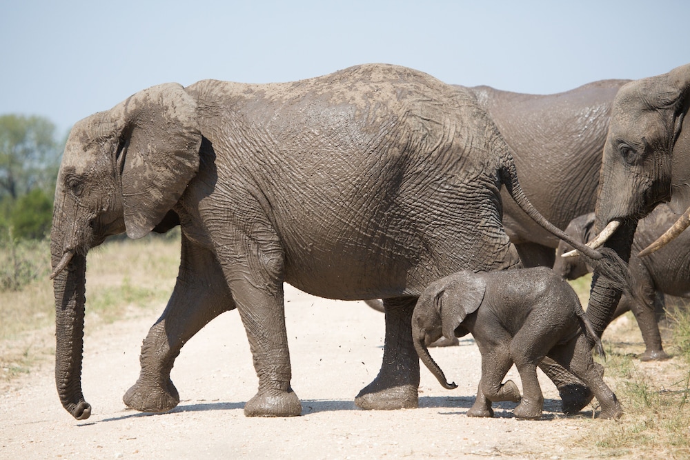 Buffelshoek Tented Camp 25/35