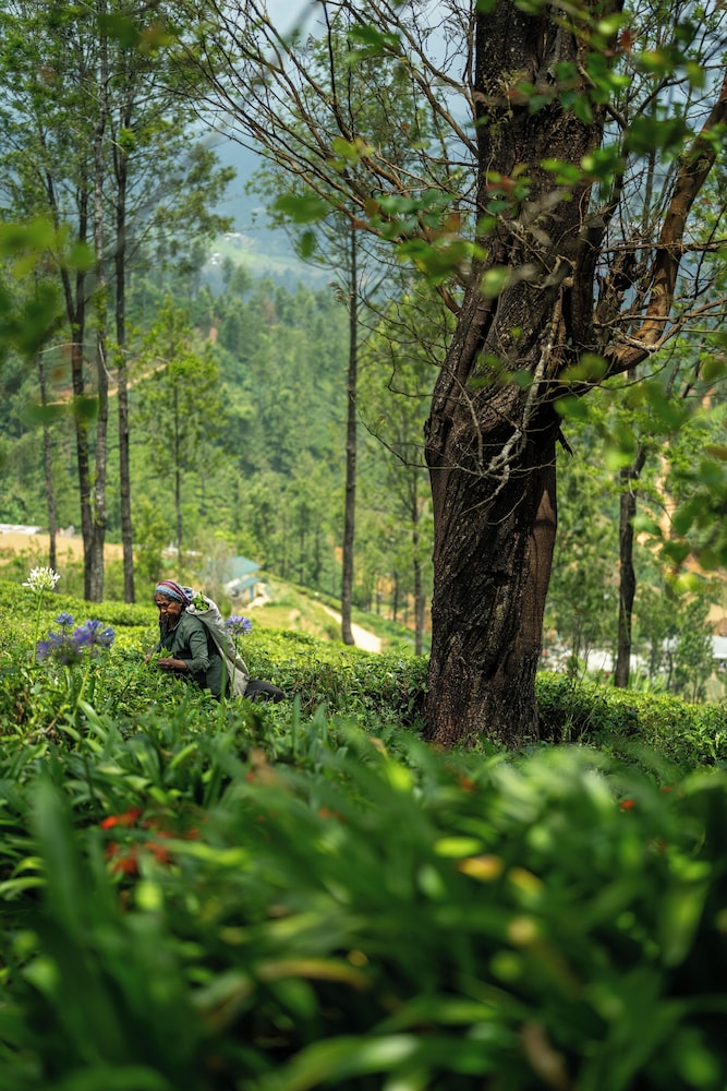 Goatfell Nuwara Eliya 46/51