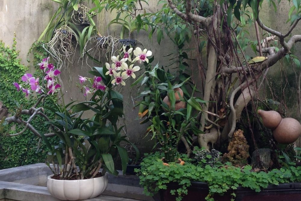 Starfruit Homestay Hoi An 54/67