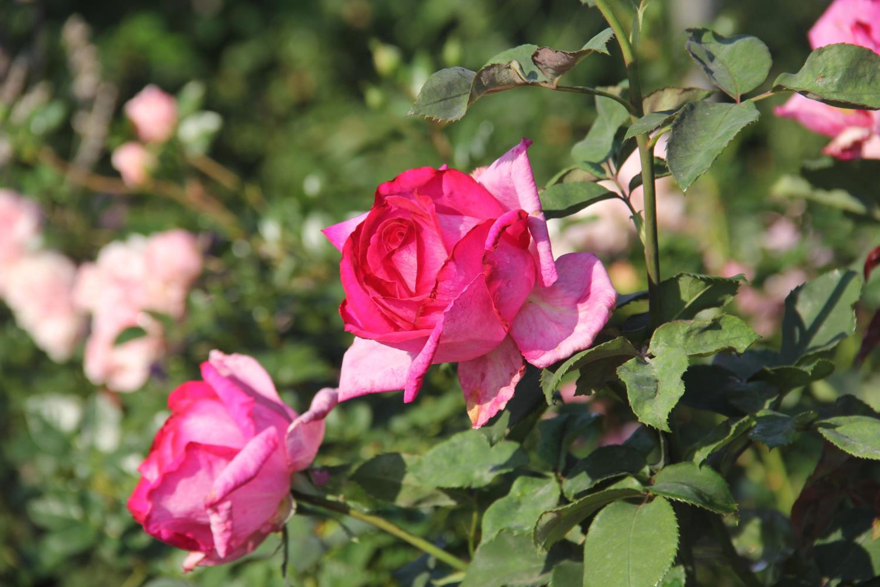 Bella Rosa Farm 13/23