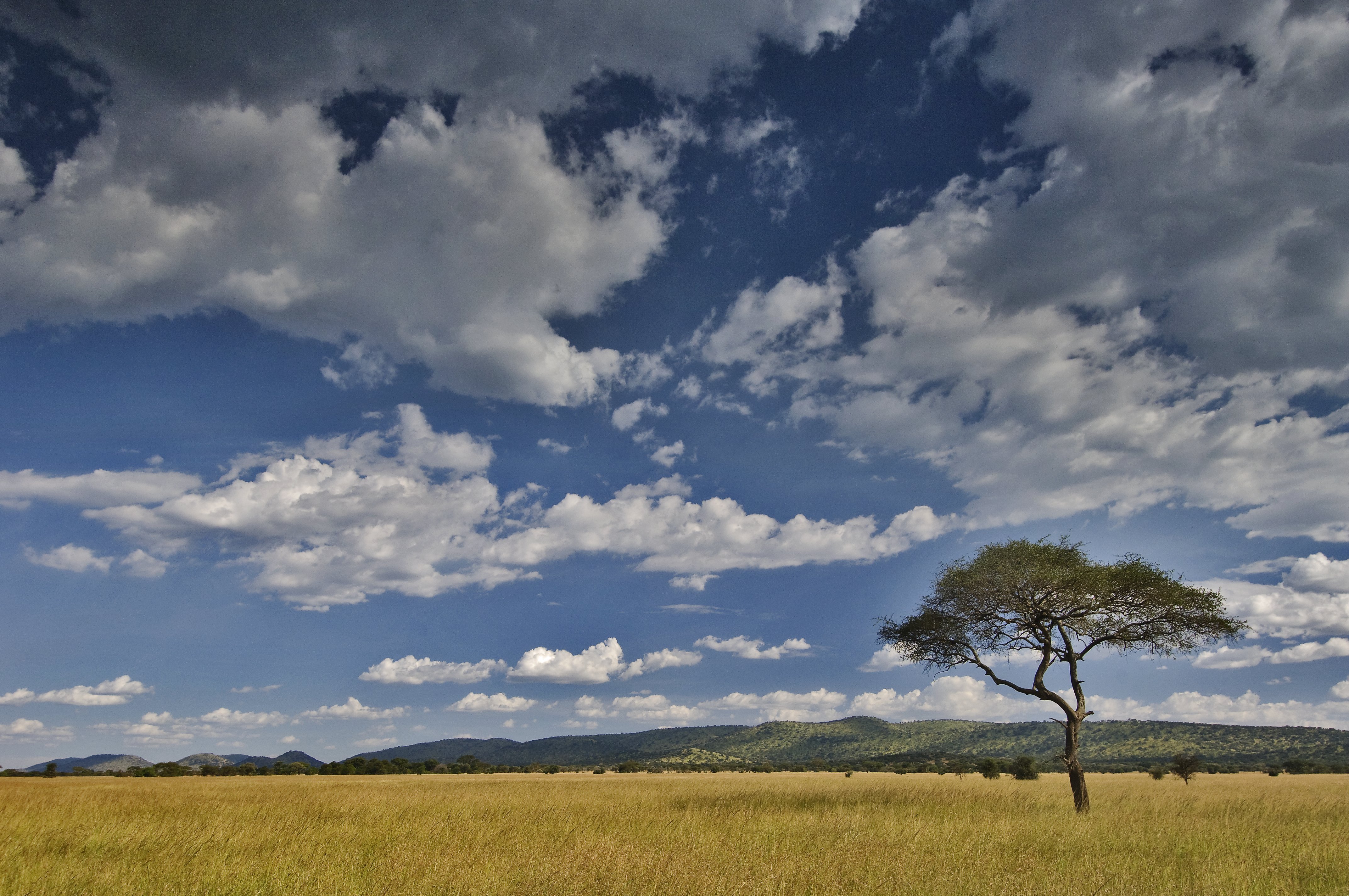 Kirawira Serena Camp 29/39
