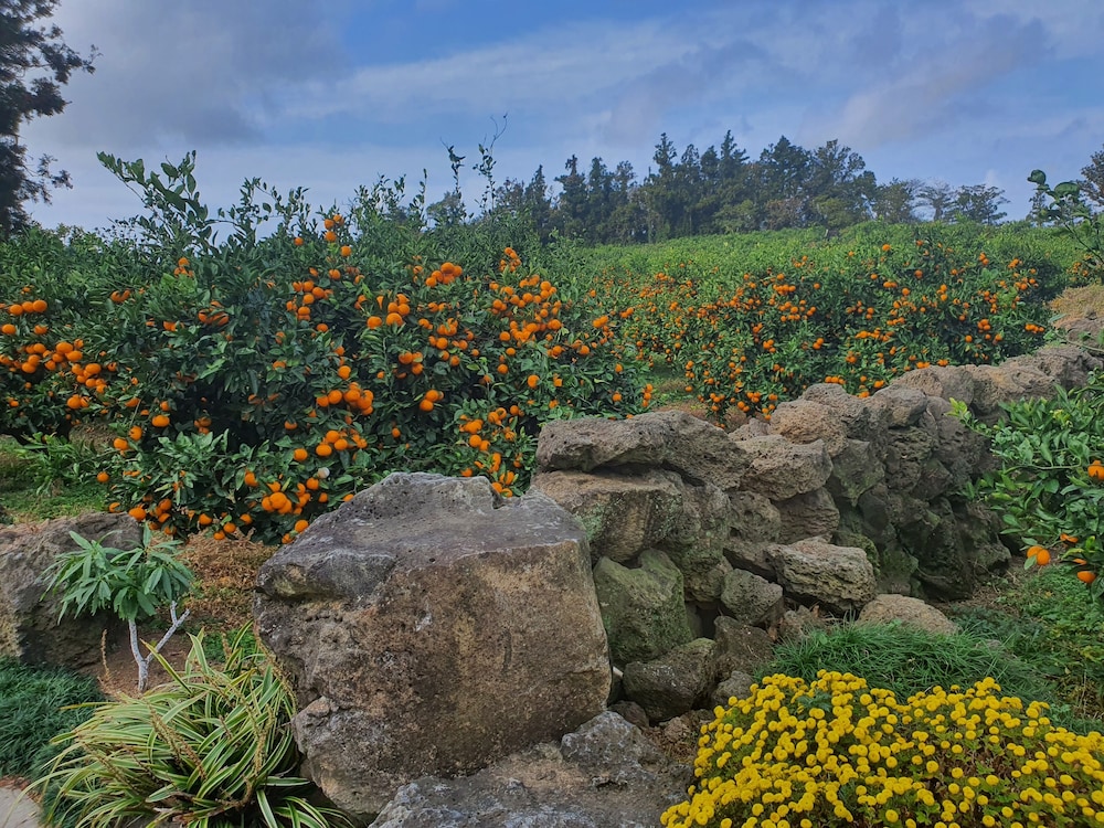 Jeju Meomuri 45/50