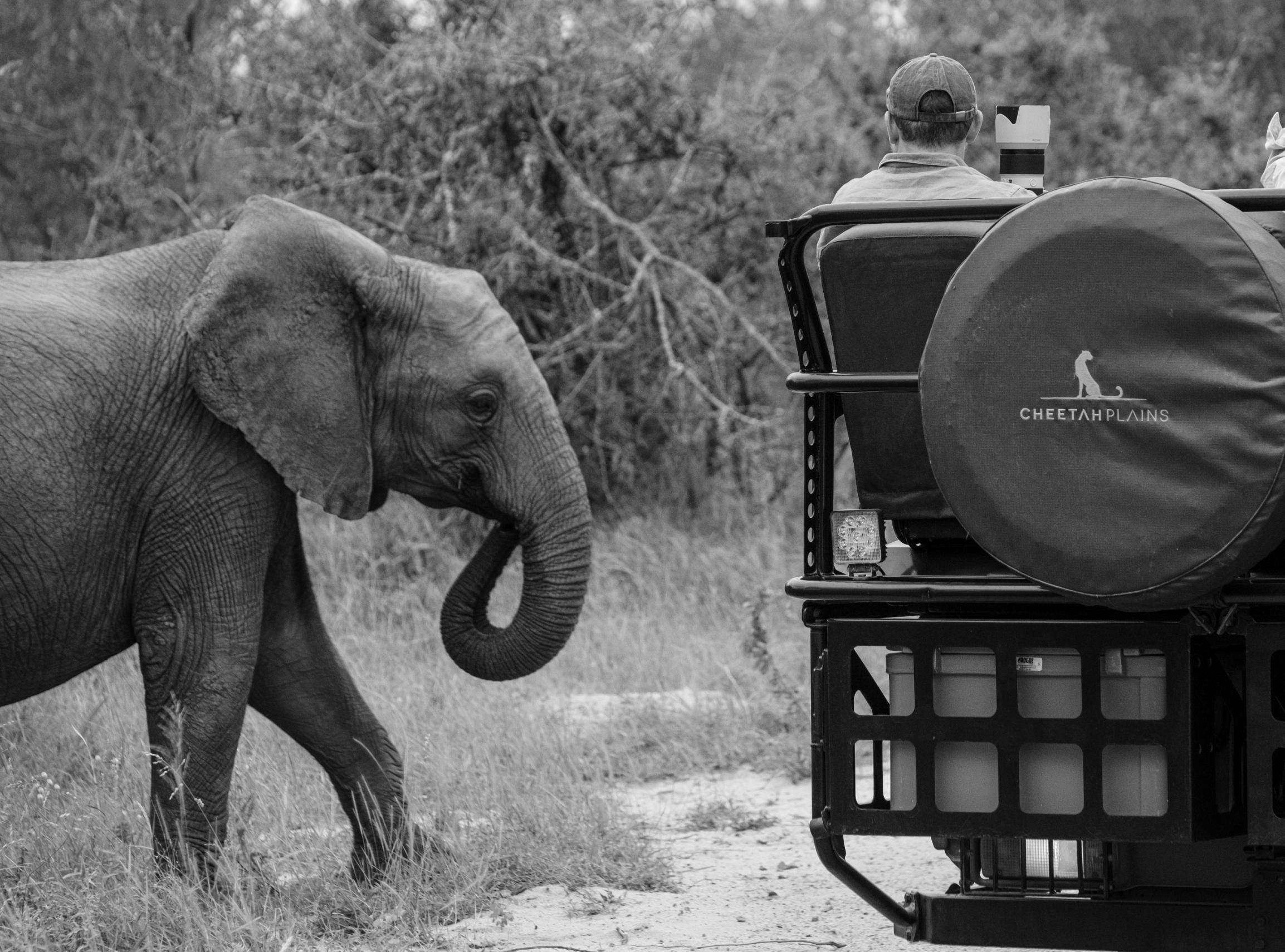 Cheetah Plains Private Game Reserve 30/96