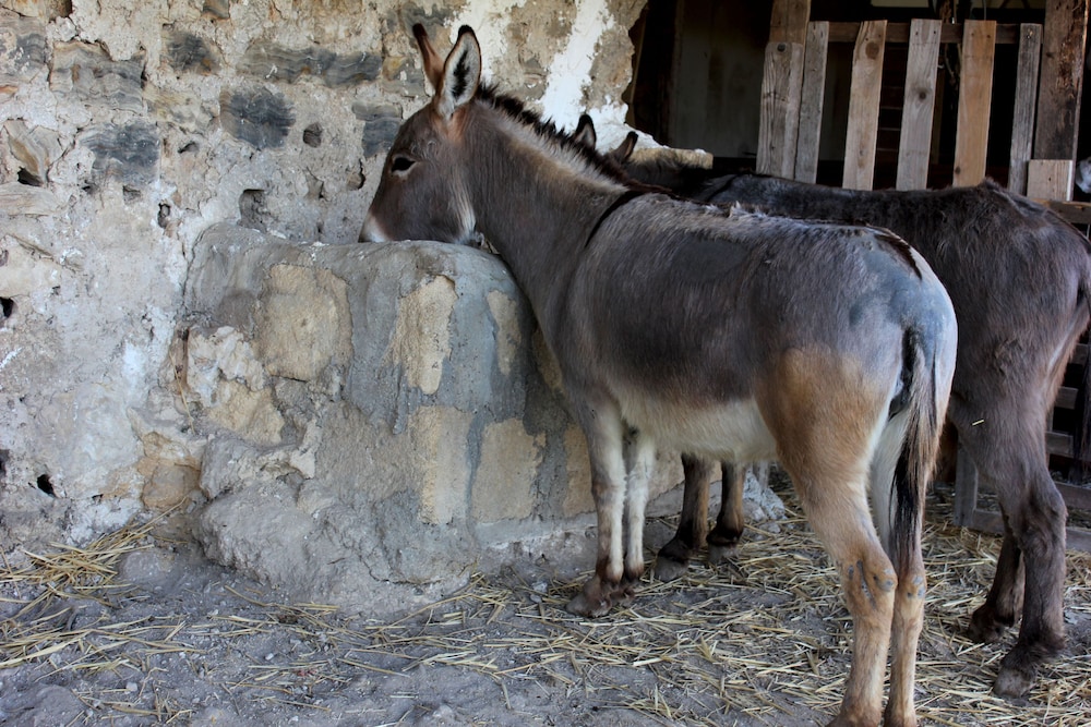 Agriturismo La Casa Di Bacco 36/39