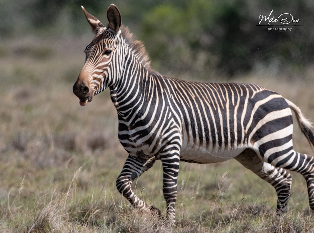 Amakhala Safari Lodge 7/50