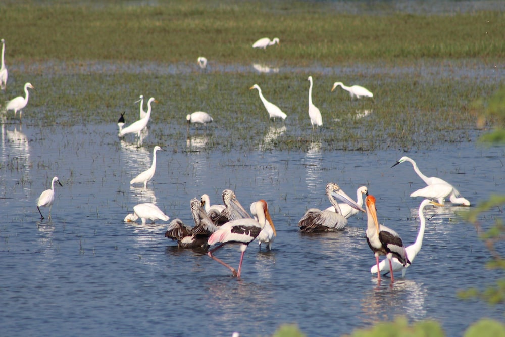 Wadula Safari Yala 25/33