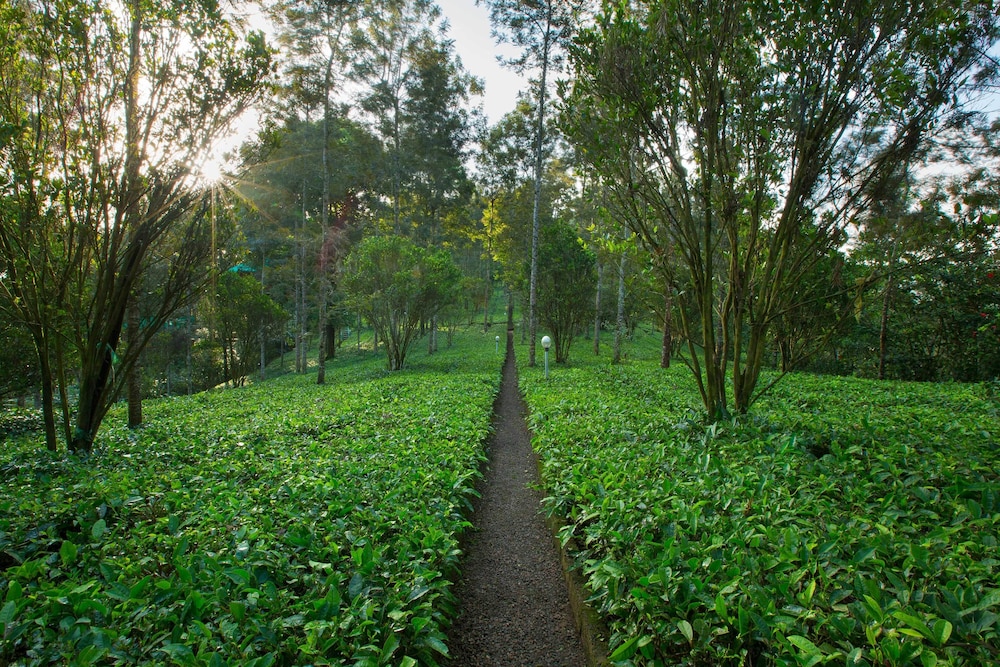 Dream Catcher Plantation Resort 31/50