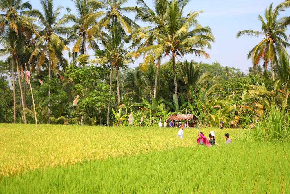 BeingSattvaa Luxury Ubud 40/50