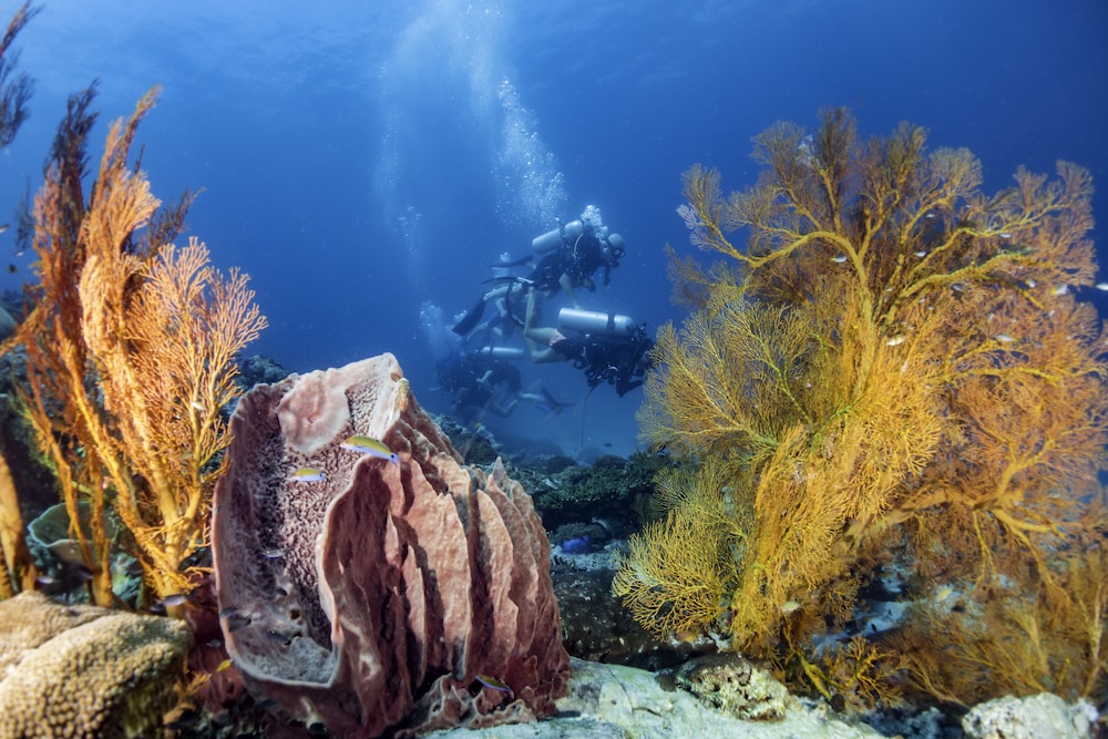 Forra Diving Resort Pattaya Beach Koh Lipe 21/37
