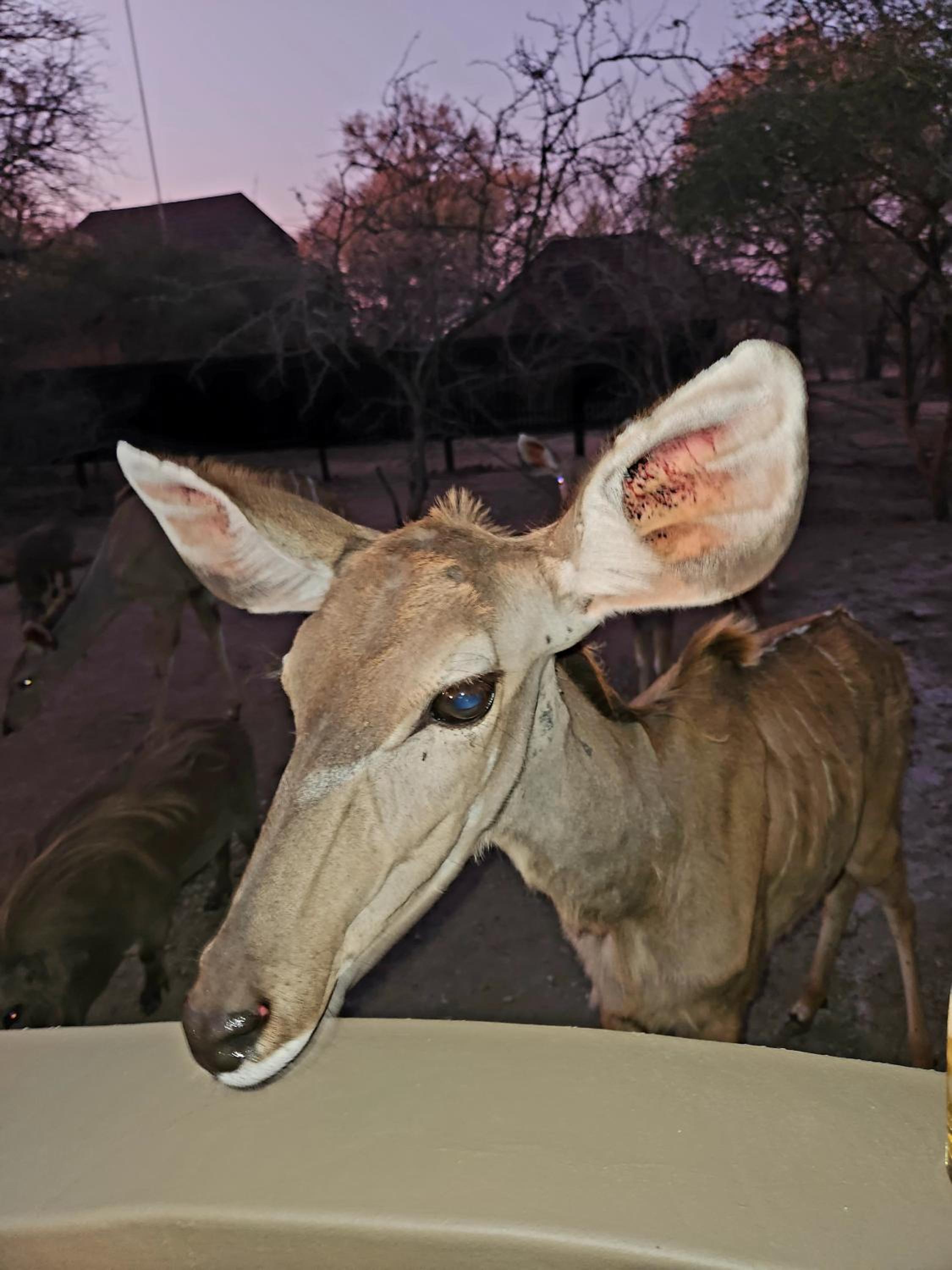 Kudus Crest Bush Retreat [VR] 9/33