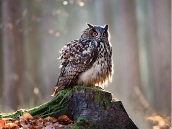 8 Owls B and B 41/49