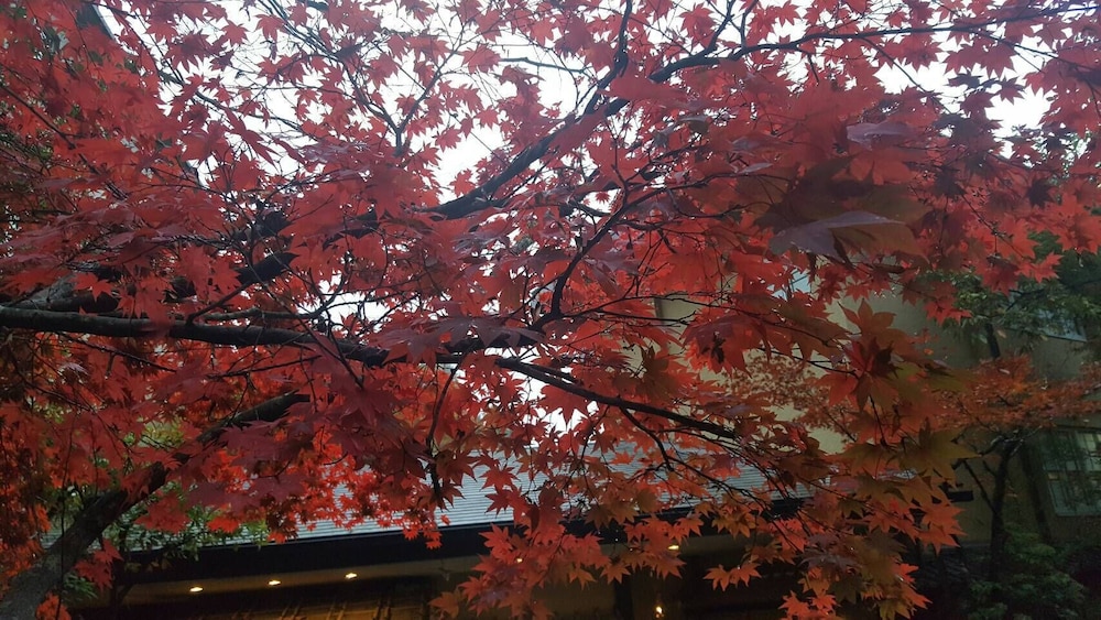 Kinosato Yamanoyu 27/34