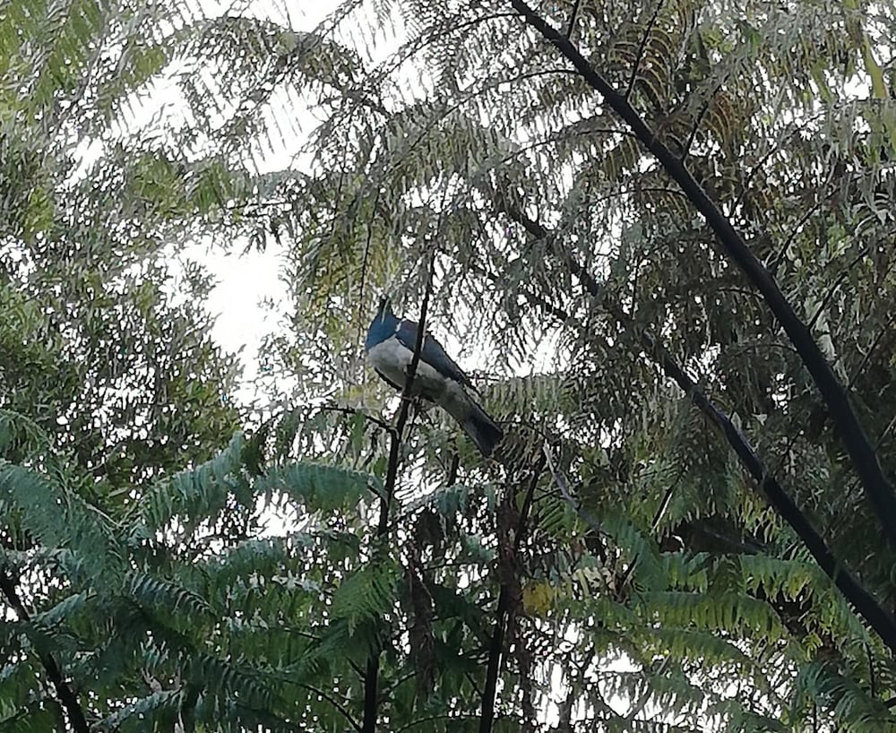PATUHA LODGE 57/66