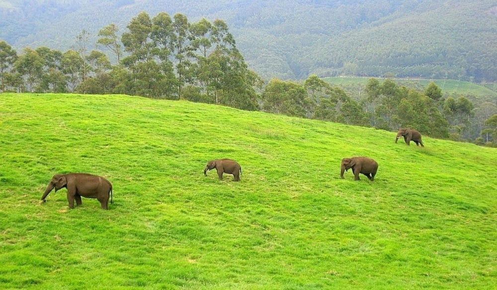 Nature Zone Resort 28/42
