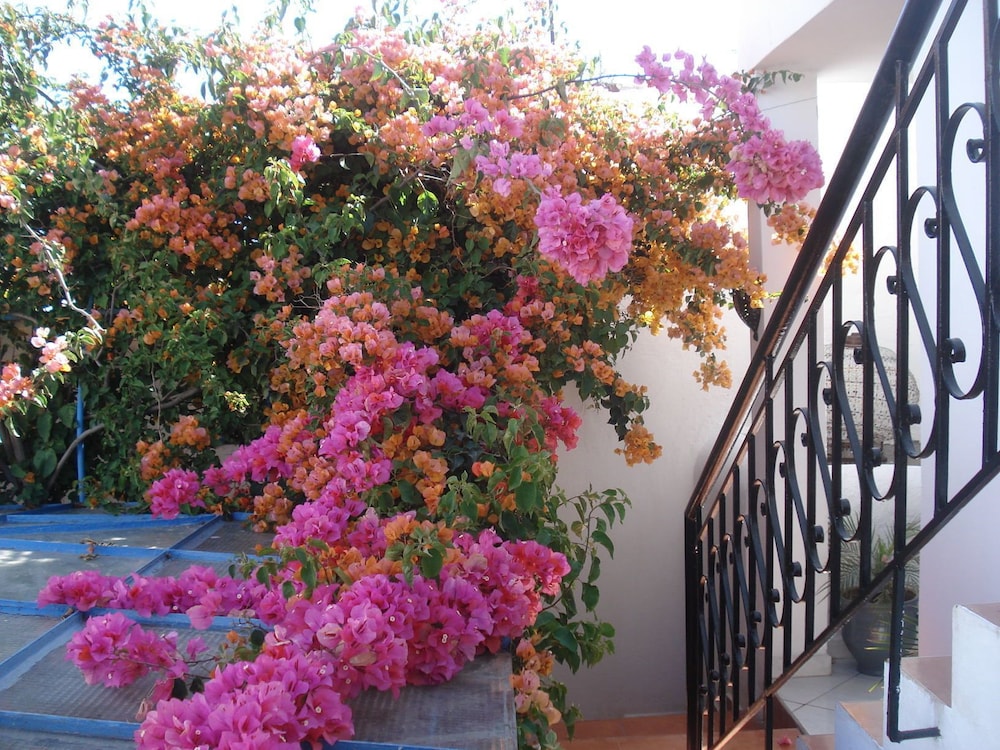 Riad Marlinea 5/50