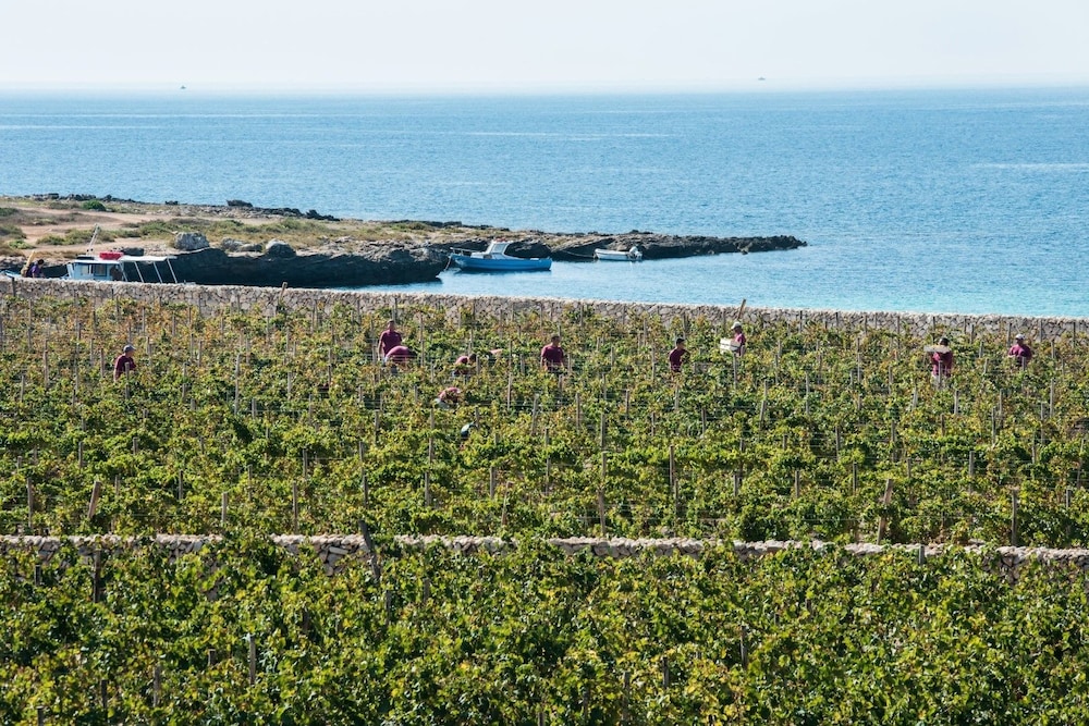 Calamoni Di Favignana Apartments & Wine Experience 12/16