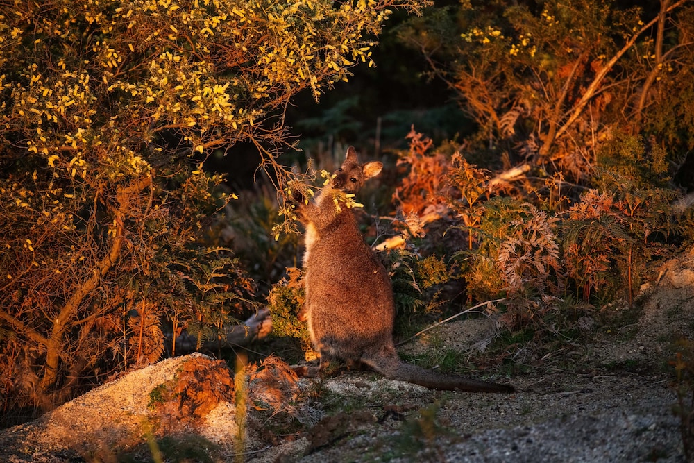 Freycinet Resort 43/51
