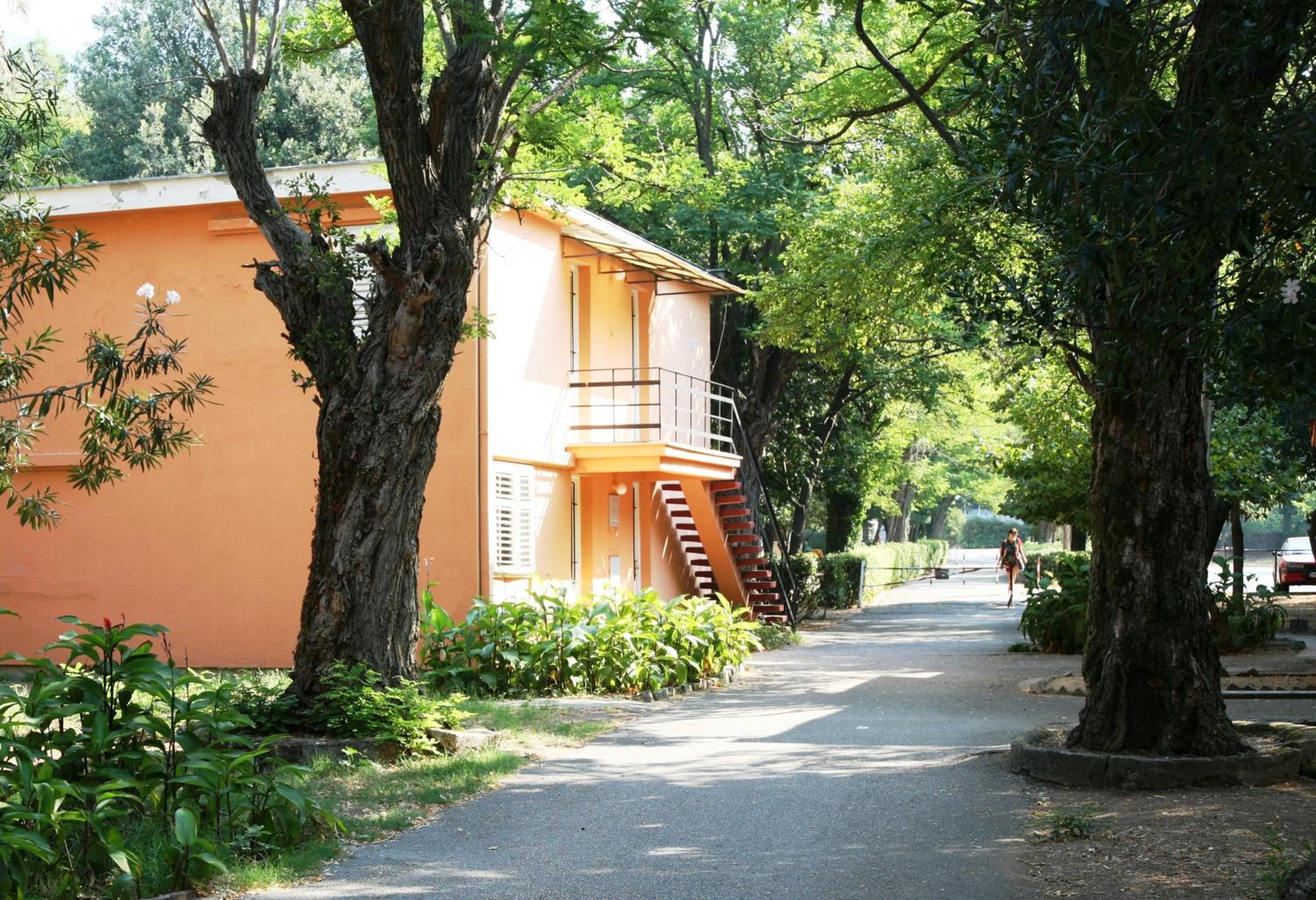 Kamelija 37/42