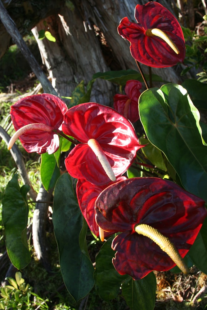 Ixchel Hawaii 39/48
