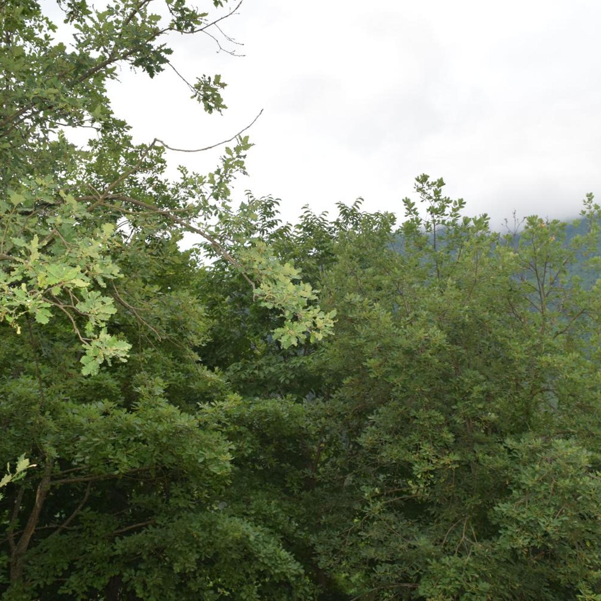 Mars Otel Artvin 44/50