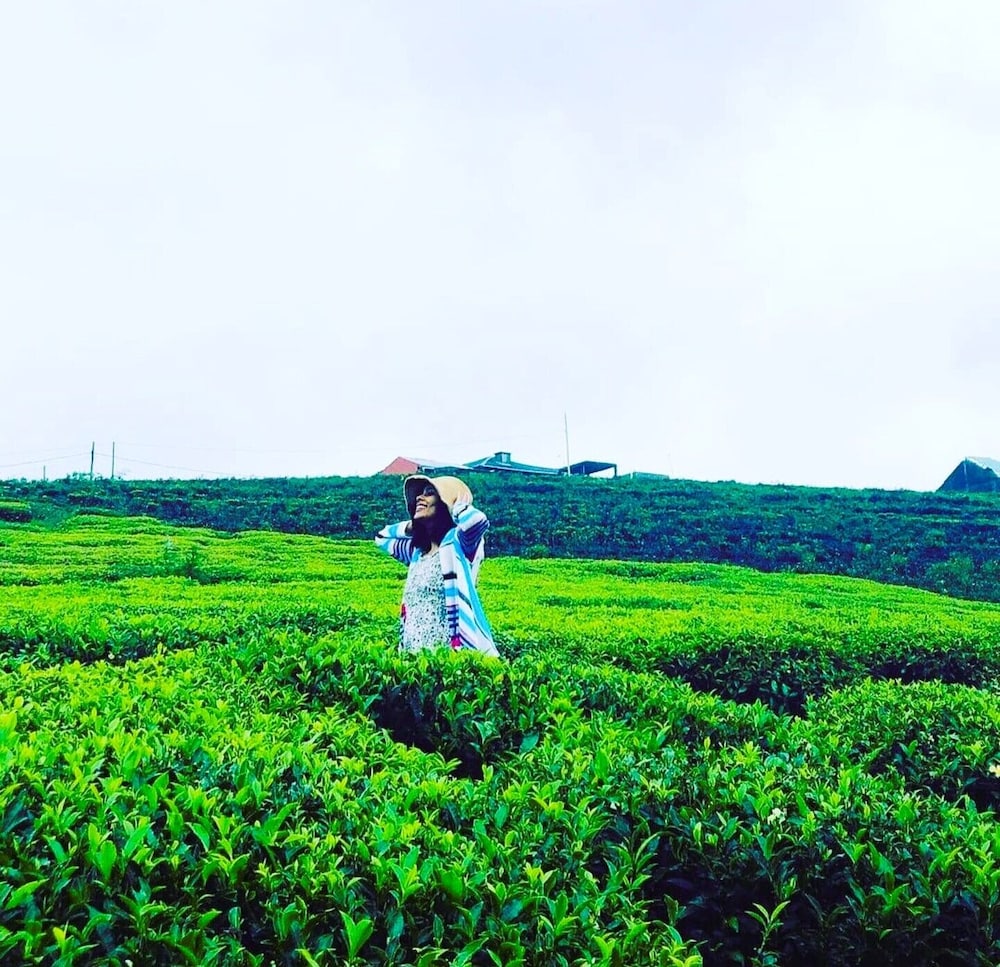 The Tea Garden 45/55