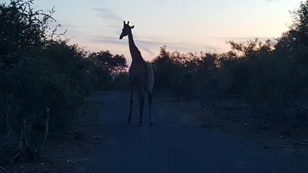 Muweti Bush Lodge 37/46