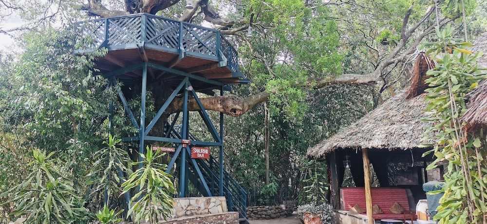 Fig Tree Camp 26/45
