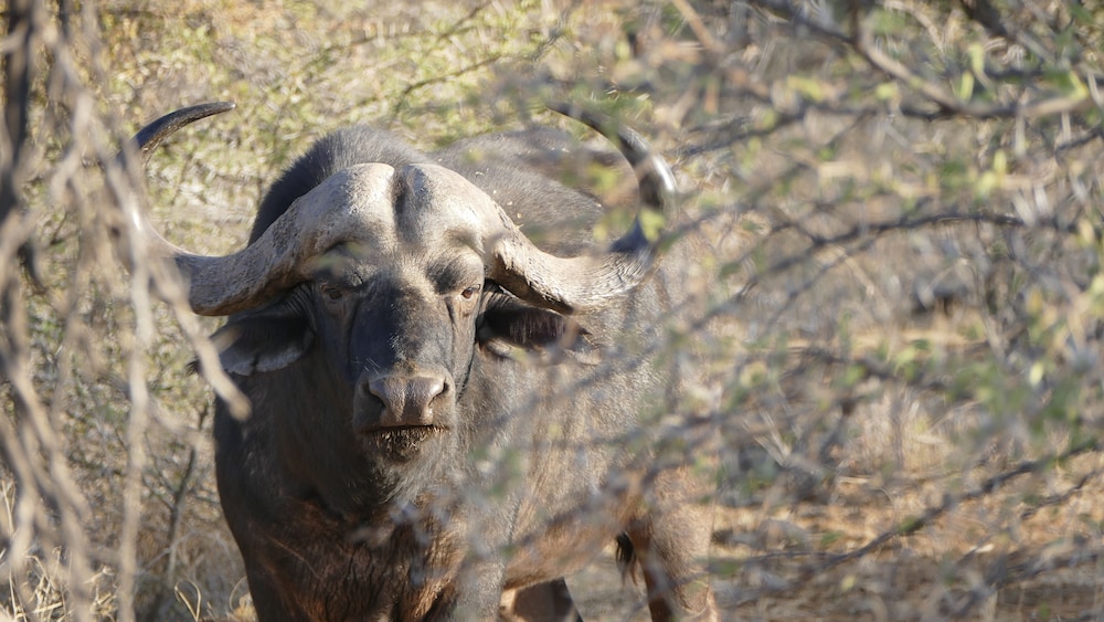 Morokolo Safari Lodge 22/82