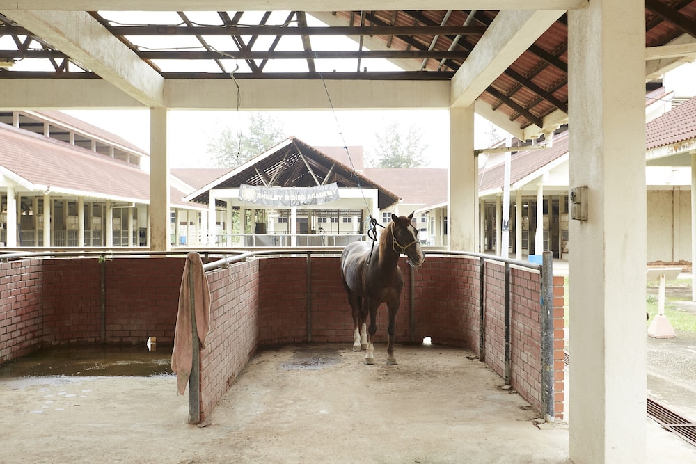 Terengganu Equestrian Resort 10/50