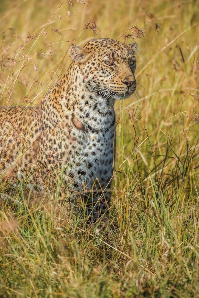 JW Marriott Masai Mara Lodge 23/48